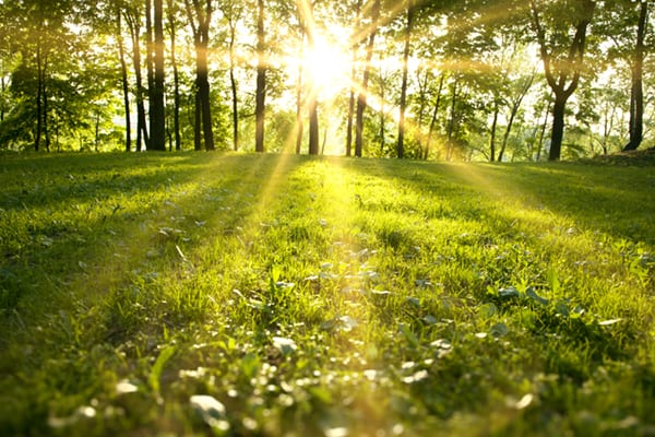 Environmental image of trees and sun shining